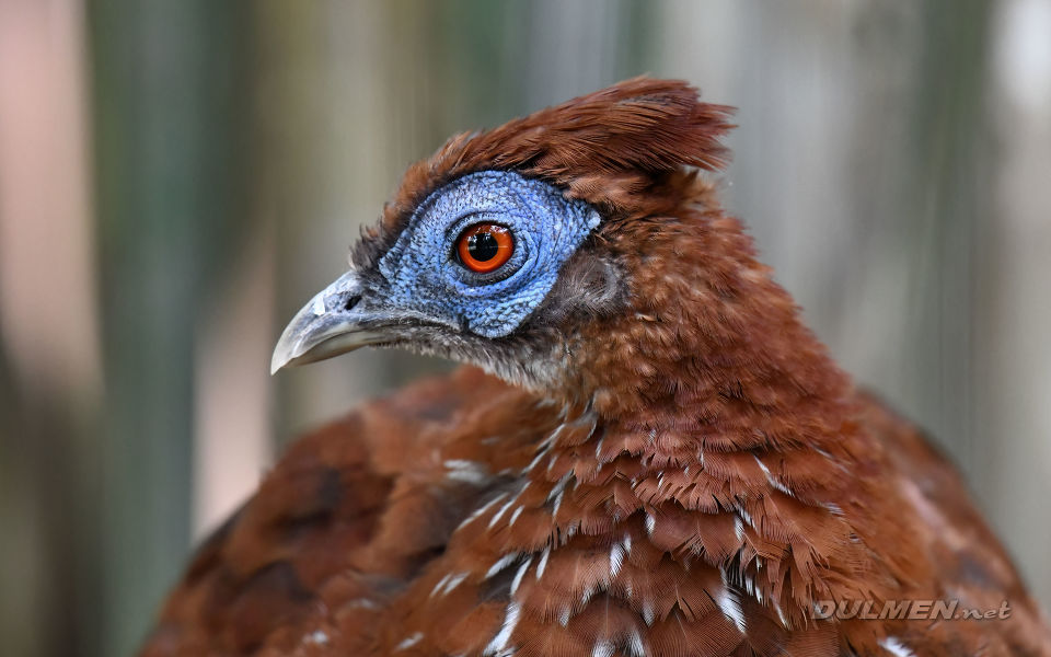 Bornean Crestless Fireback (female, Lophura pyronota)